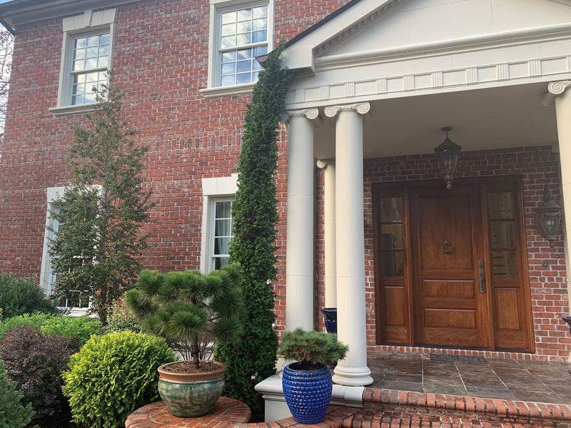 Thuja occidentalis 'Degroot's Spire' Columnar Arborvitae - Mr Maple │ Buy Japanese Maple Trees