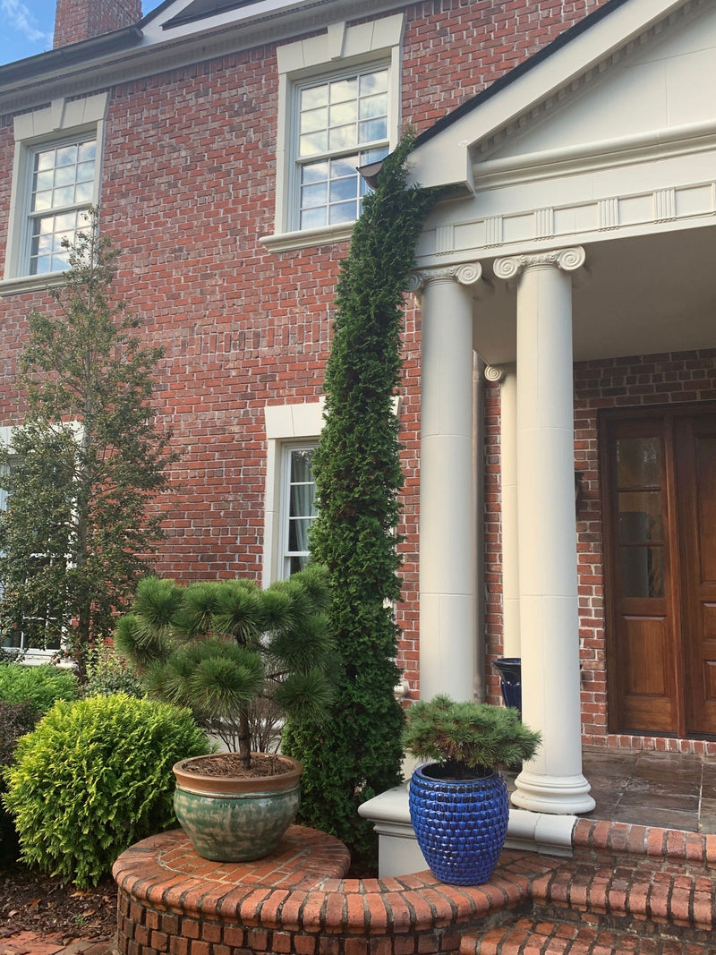 Thuja occidentalis 'Degroot's Spire' Columnar Arborvitae - Mr Maple │ Buy Japanese Maple Trees