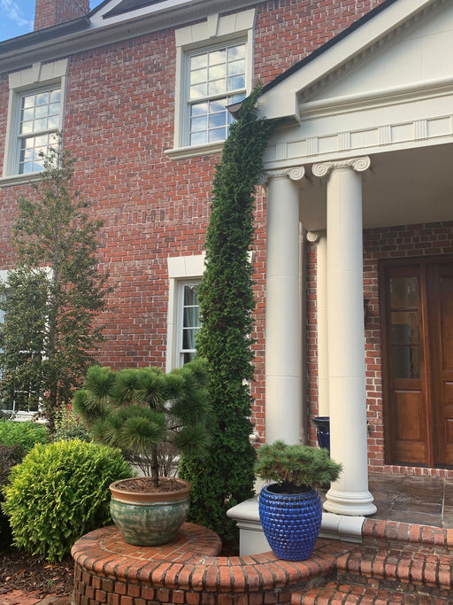 Thuja occidentalis 'Degroot's Spire' Columnar Arborvitae - Mr Maple │ Buy Japanese Maple Trees