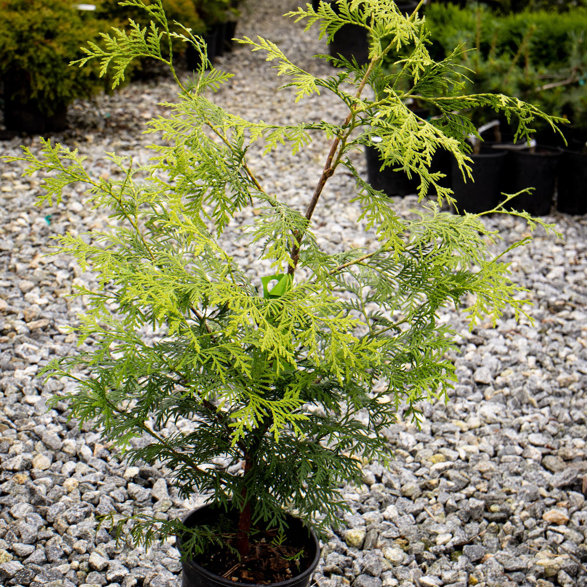 Thuja_occidentalis_Enlightened