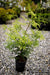 Thuja occidentalis 'Enlightened' American Arborvitae - Mr Maple │ Buy Japanese Maple Trees