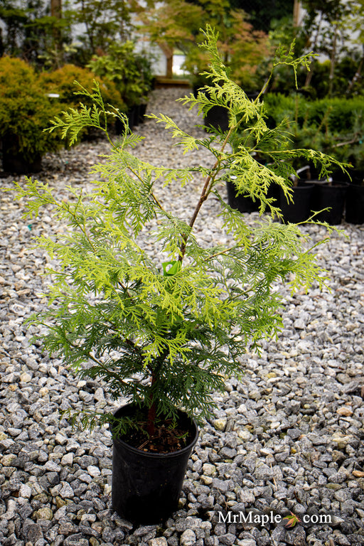 Thuja occidentalis 'Enlightened' American Arborvitae - Mr Maple │ Buy Japanese Maple Trees