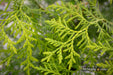 Thuja occidentalis 'Enlightened' American Arborvitae - Mr Maple │ Buy Japanese Maple Trees