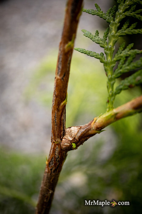 Thuja occidentalis 'Enlightened' American Arborvitae - Mr Maple │ Buy Japanese Maple Trees