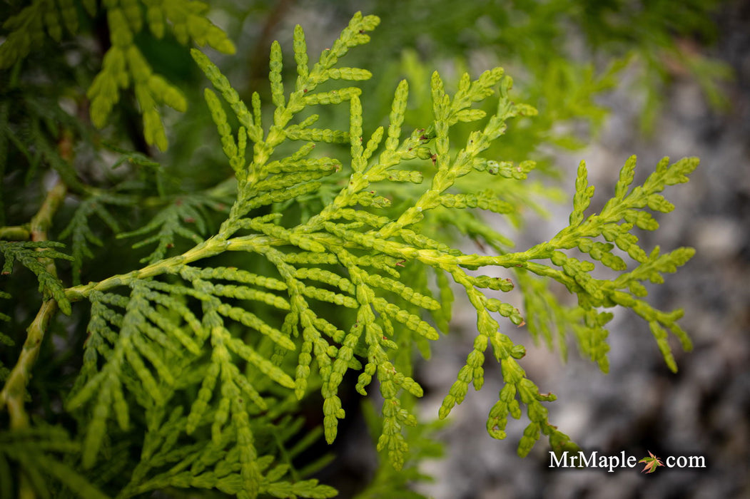 Thuja occidentalis 'Enlightened' American Arborvitae - Mr Maple │ Buy Japanese Maple Trees