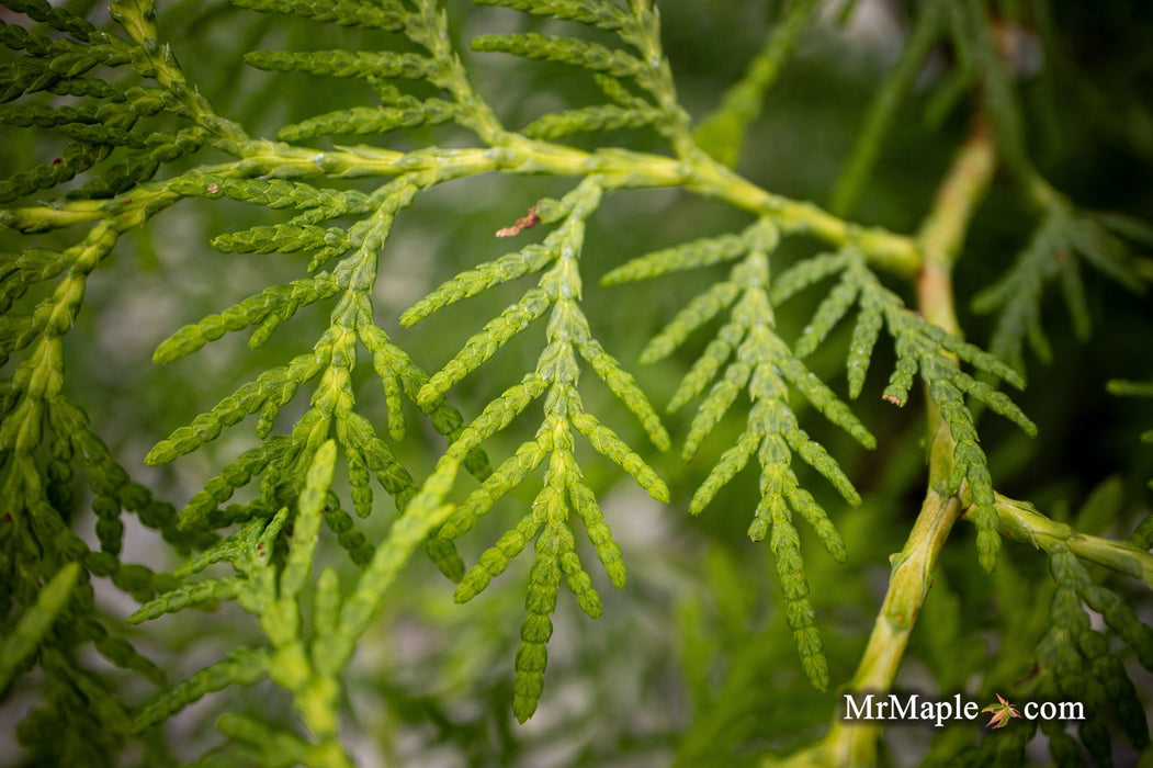 Thuja occidentalis 'Enlightened' American Arborvitae - Mr Maple │ Buy Japanese Maple Trees