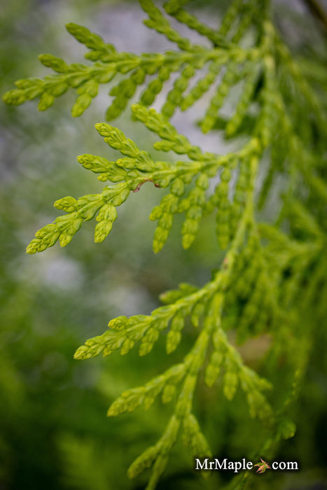 Thuja occidentalis 'Enlightened' American Arborvitae - Mr Maple │ Buy Japanese Maple Trees