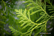 Thuja occidentalis 'Enlightened' American Arborvitae - Mr Maple │ Buy Japanese Maple Trees