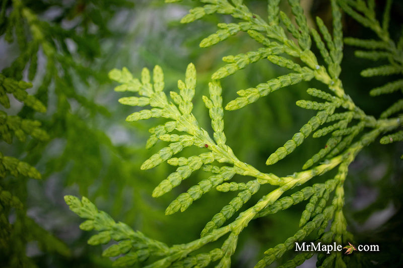 Thuja occidentalis 'Enlightened' American Arborvitae - Mr Maple │ Buy Japanese Maple Trees