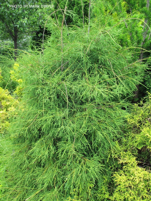 Thuja occidentalis 'Filiformis' Threadleaf Arborvitae - Mr Maple │ Buy Japanese Maple Trees