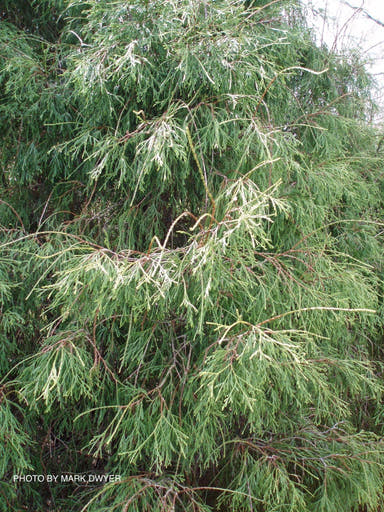 Thuja occidentalis 'Filiformis' Threadleaf Arborvitae - Mr Maple │ Buy Japanese Maple Trees