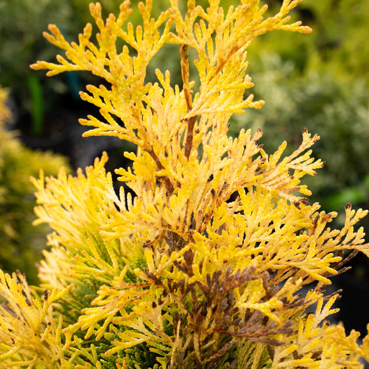 Thuja occidentalis 'Filips Magic Moment' Arborvitae — Mr Maple