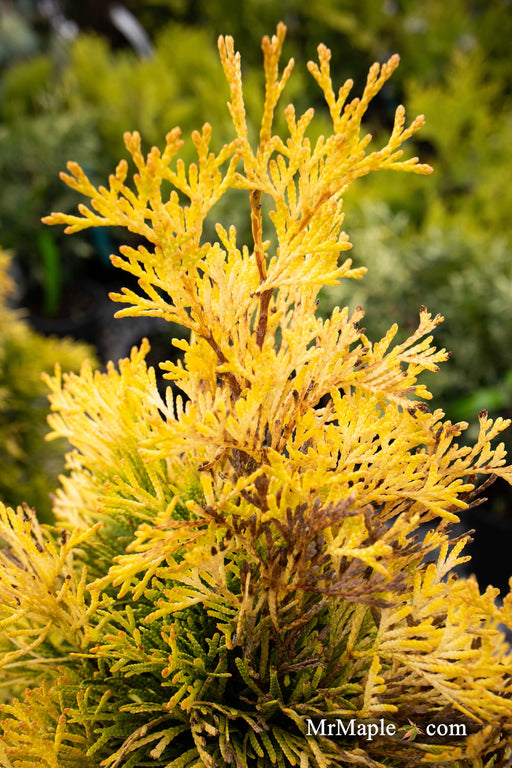 Thuja occidentalis 'Filips Magic Moment' Dwarf Arborvitae - Mr Maple │ Buy Japanese Maple Trees