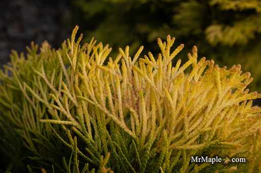 Thuja occidentalis 'Filips Magic Moment' Dwarf Arborvitae - Mr Maple │ Buy Japanese Maple Trees