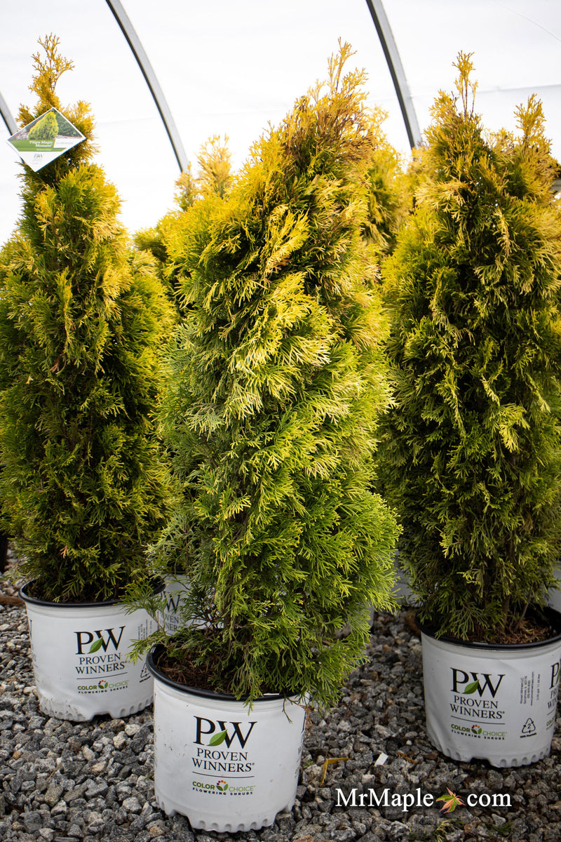 Thuja occidentalis 'Filips Magic Moment' Dwarf Arborvitae - Mr Maple │ Buy Japanese Maple Trees