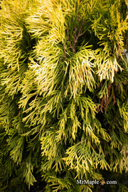 Thuja occidentalis 'Filips Magic Moment' Dwarf Arborvitae - Mr Maple │ Buy Japanese Maple Trees
