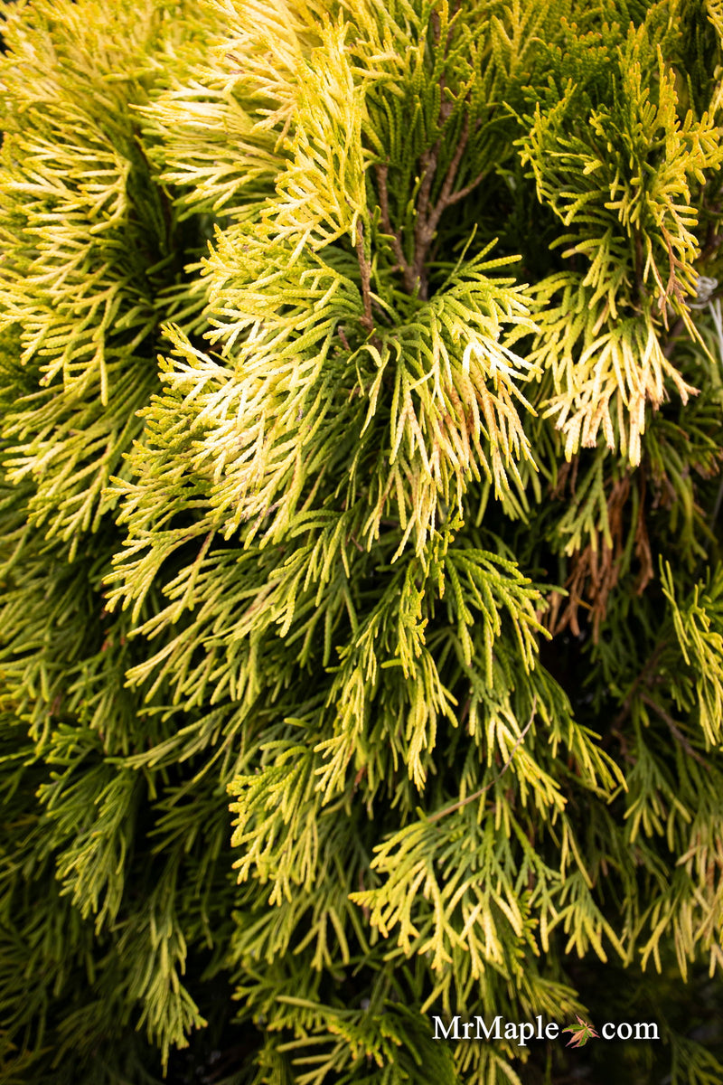 Thuja occidentalis 'Filips Magic Moment' Dwarf Arborvitae - Mr Maple │ Buy Japanese Maple Trees