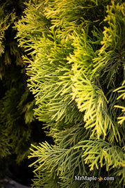 Thuja occidentalis 'Filips Magic Moment' Dwarf Arborvitae - Mr Maple │ Buy Japanese Maple Trees
