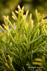 Thuja occidentalis 'Filips Magic Moment' Dwarf Arborvitae - Mr Maple │ Buy Japanese Maple Trees