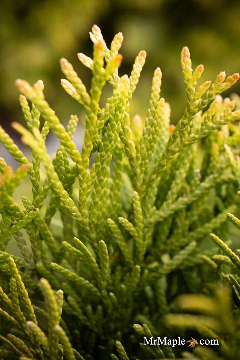 Thuja occidentalis 'Filips Magic Moment' Dwarf Arborvitae - Mr Maple │ Buy Japanese Maple Trees