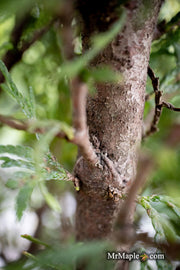 Thuja occidentalis 'Filips Magic Moment' Dwarf Arborvitae - Mr Maple │ Buy Japanese Maple Trees