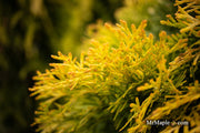 Thuja occidentalis 'Filips Magic Moment' Dwarf Arborvitae - Mr Maple │ Buy Japanese Maple Trees