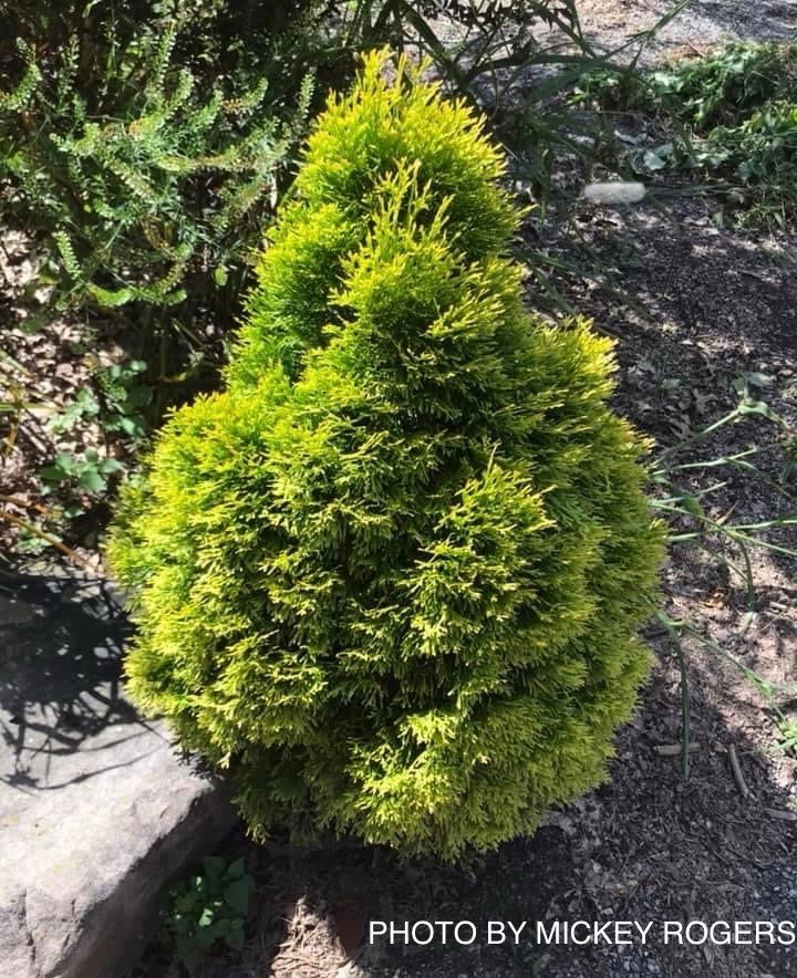 Thuja occidentalis 'Filips Magic Moment' Arborvitae — Mr Maple