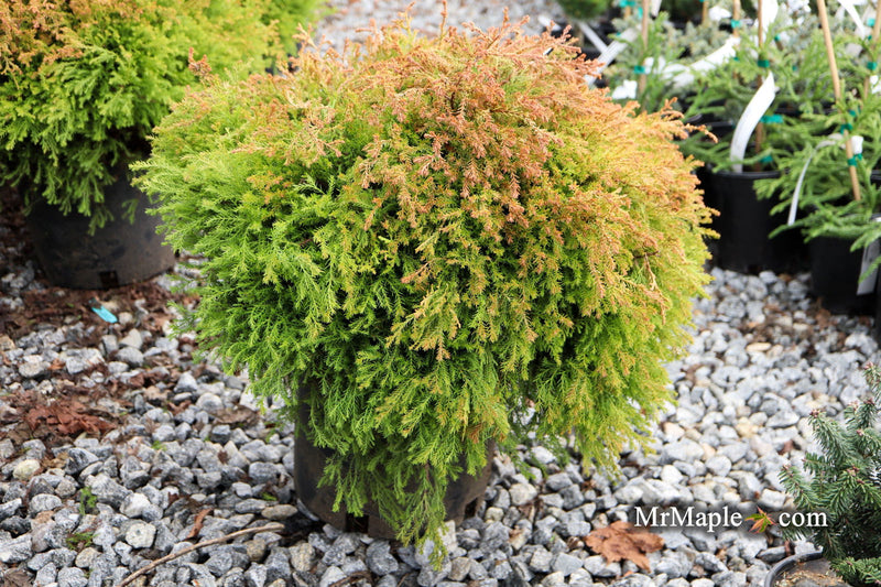 Thuja occidentalis 'Fire Chief' ™ Miniature Arborvitae - Mr Maple │ Buy Japanese Maple Trees
