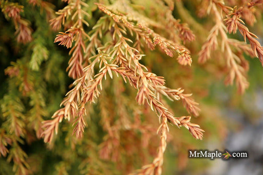 Thuja occidentalis 'Fire Chief' ™ Miniature Arborvitae - Mr Maple │ Buy Japanese Maple Trees