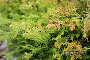 Thuja occidentalis 'Fire Chief' ™ Miniature Arborvitae - Mr Maple │ Buy Japanese Maple Trees