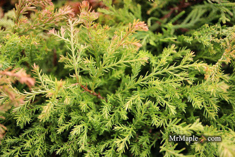 Thuja occidentalis 'Fire Chief' ™ Miniature Arborvitae - Mr Maple │ Buy Japanese Maple Trees