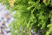 Thuja occidentalis 'Fire Chief' ™ Miniature Arborvitae - Mr Maple │ Buy Japanese Maple Trees