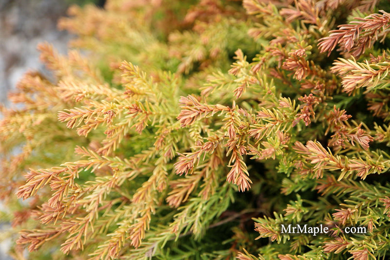 Thuja occidentalis 'Fire Chief' ™ Miniature Arborvitae - Mr Maple │ Buy Japanese Maple Trees