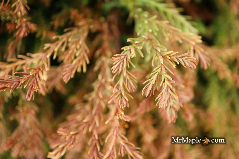 Thuja occidentalis 'Fire Chief' ™ Miniature Arborvitae - Mr Maple │ Buy Japanese Maple Trees