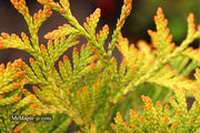 Thuja occidentalis 'Gold Drop' Dwarf Arborvitae - Mr Maple │ Buy Japanese Maple Trees