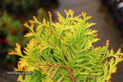 Thuja occidentalis 'Gold Drop' Dwarf Arborvitae - Mr Maple │ Buy Japanese Maple Trees