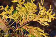 Thuja occidentalis 'Gold Drop' Dwarf Arborvitae - Mr Maple │ Buy Japanese Maple Trees