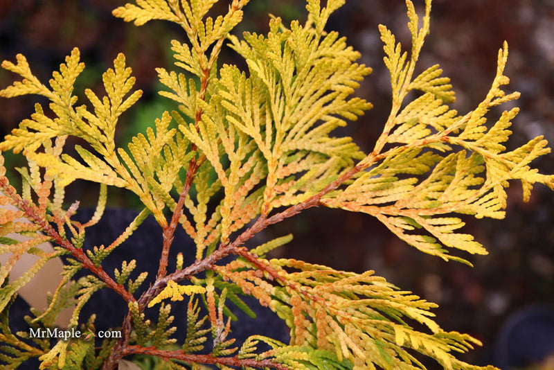 Thuja occidentalis 'Gold Drop' Dwarf Arborvitae - Mr Maple │ Buy Japanese Maple Trees