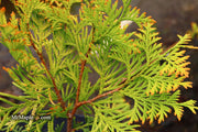 Thuja occidentalis 'Gold Drop' Dwarf Arborvitae - Mr Maple │ Buy Japanese Maple Trees