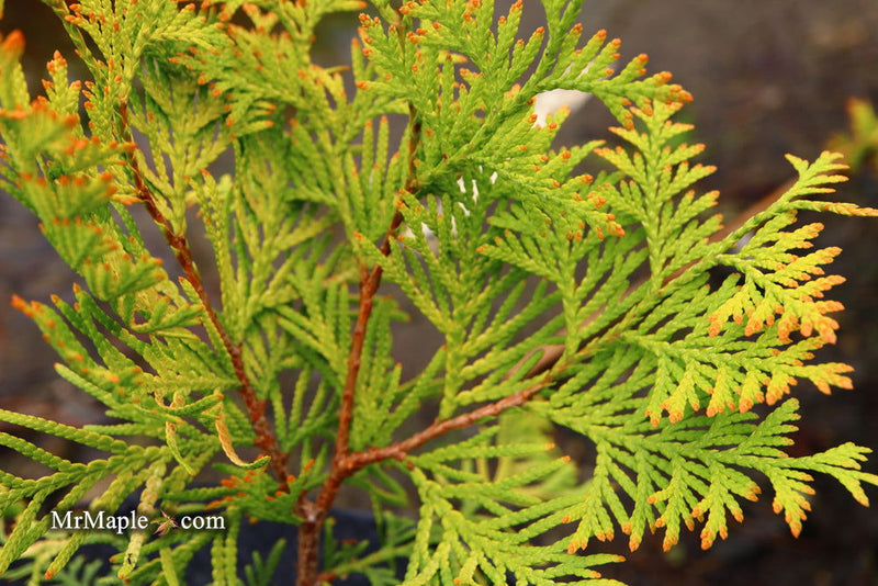 Thuja occidentalis 'Gold Drop' Dwarf Arborvitae - Mr Maple │ Buy Japanese Maple Trees