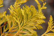 Thuja occidentalis 'Gold Drop' Dwarf Arborvitae - Mr Maple │ Buy Japanese Maple Trees
