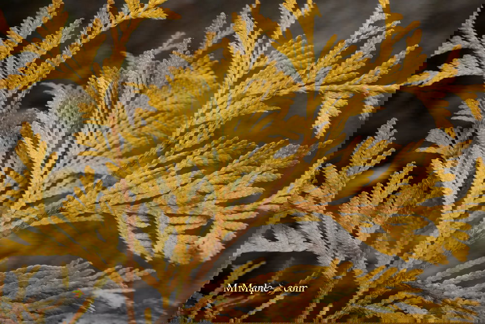 Buy Thuja occidentalis 'Filiformis' Threadleaf Arborvitae — Mr