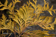 Thuja occidentalis 'Gold Drop' Dwarf Arborvitae - Mr Maple │ Buy Japanese Maple Trees
