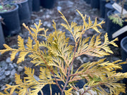 Thuja occidentalis 'Gold Drop' Dwarf Arborvitae - Mr Maple │ Buy Japanese Maple Trees