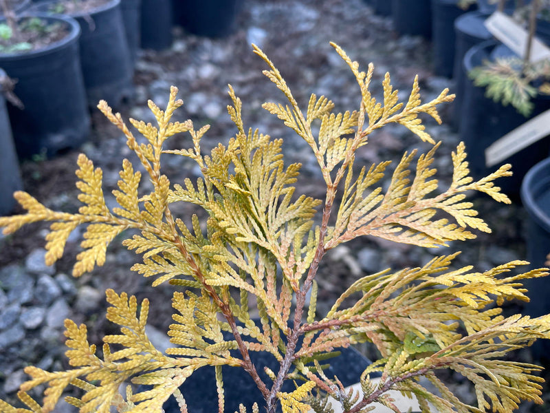 Thuja occidentalis 'Gold Drop' Dwarf Arborvitae - Mr Maple │ Buy Japanese Maple Trees