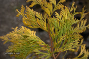 Thuja occidentalis 'Gold Drop' Dwarf Arborvitae - Mr Maple │ Buy Japanese Maple Trees