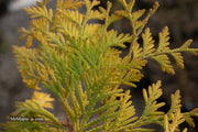 Thuja occidentalis 'Gold Drop' Dwarf Arborvitae - Mr Maple │ Buy Japanese Maple Trees