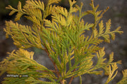 Thuja occidentalis 'Gold Drop' Dwarf Arborvitae - Mr Maple │ Buy Japanese Maple Trees