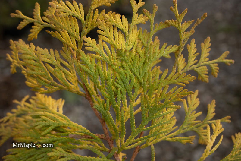 Thuja occidentalis 'Gold Drop' Dwarf Arborvitae - Mr Maple │ Buy Japanese Maple Trees