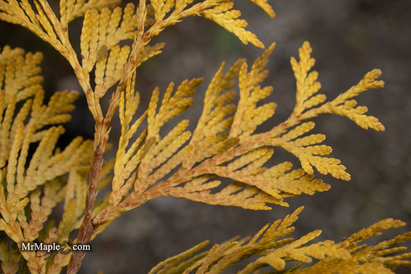 Thuja occidentalis 'Gold Drop' Dwarf Arborvitae - Mr Maple │ Buy Japanese Maple Trees
